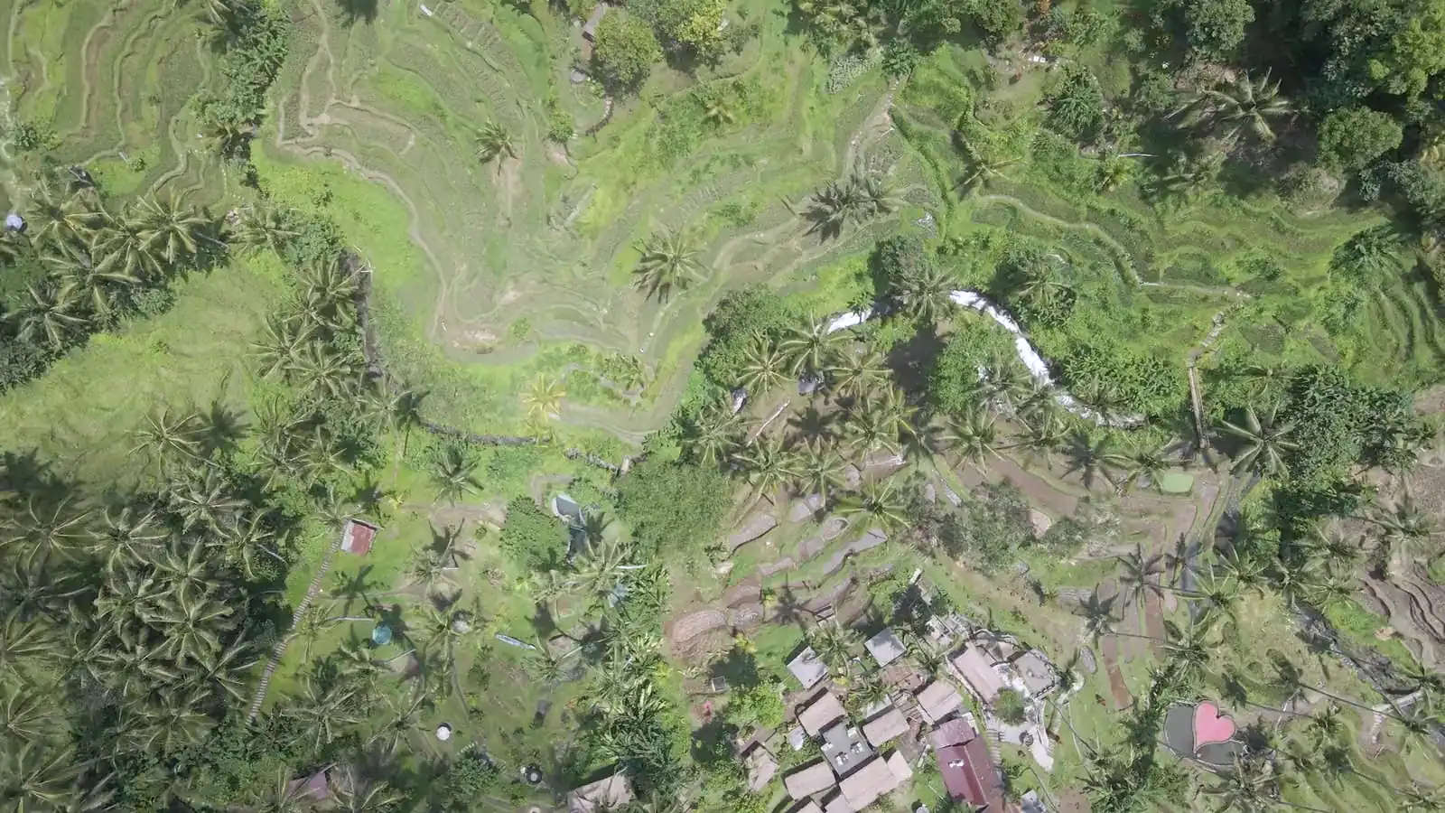 Ubud'da pirinç terasları, havadan